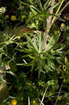 Alabama larkspur